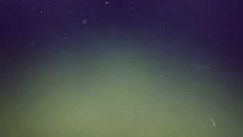 Media type: image;   Invertebrate Zoology 153121 Description: live specimen;